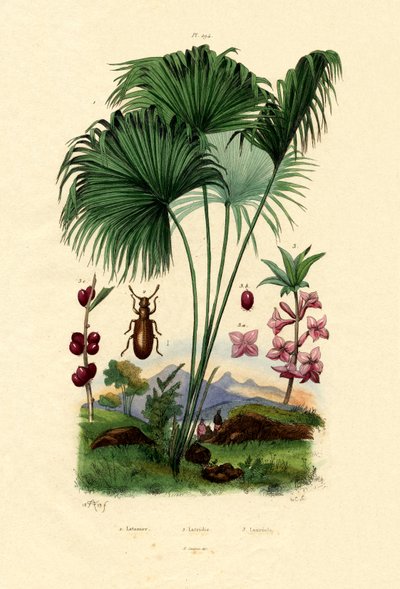 Red Latan Palm by French School